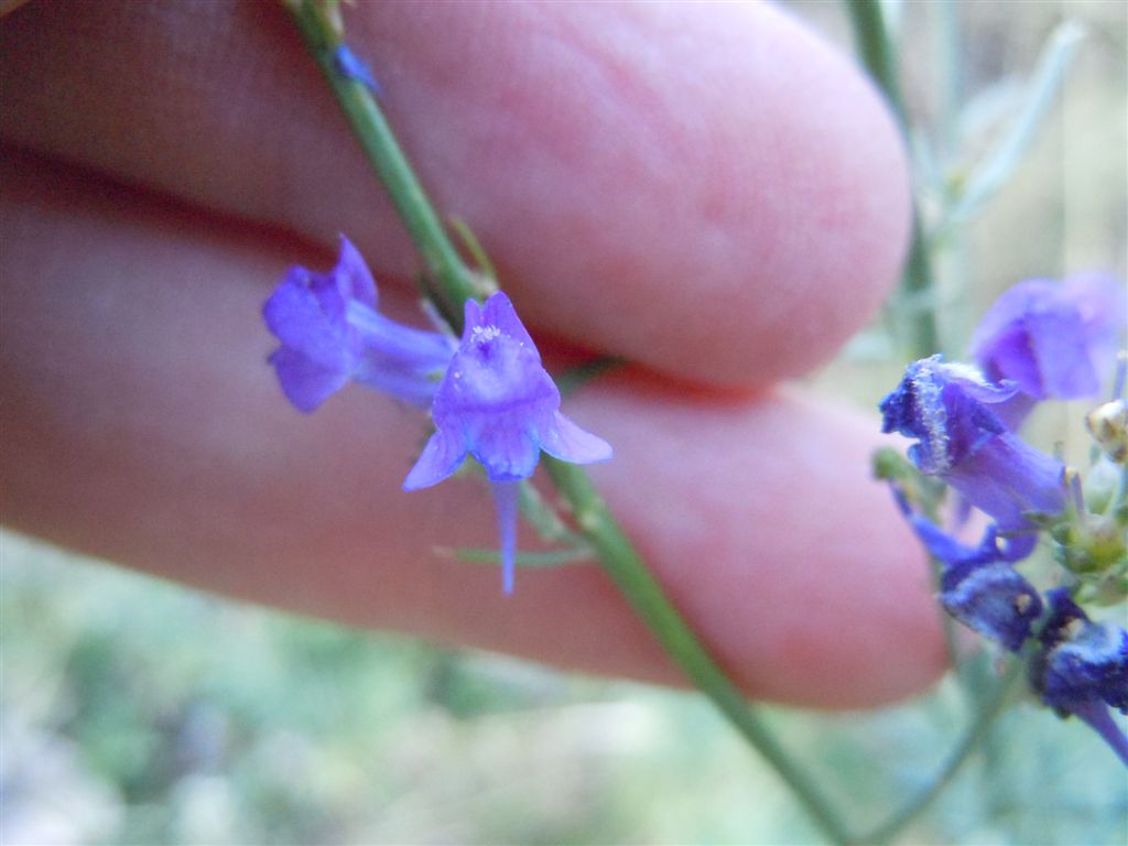 Dall''Abruzzo : Linaria purpurea